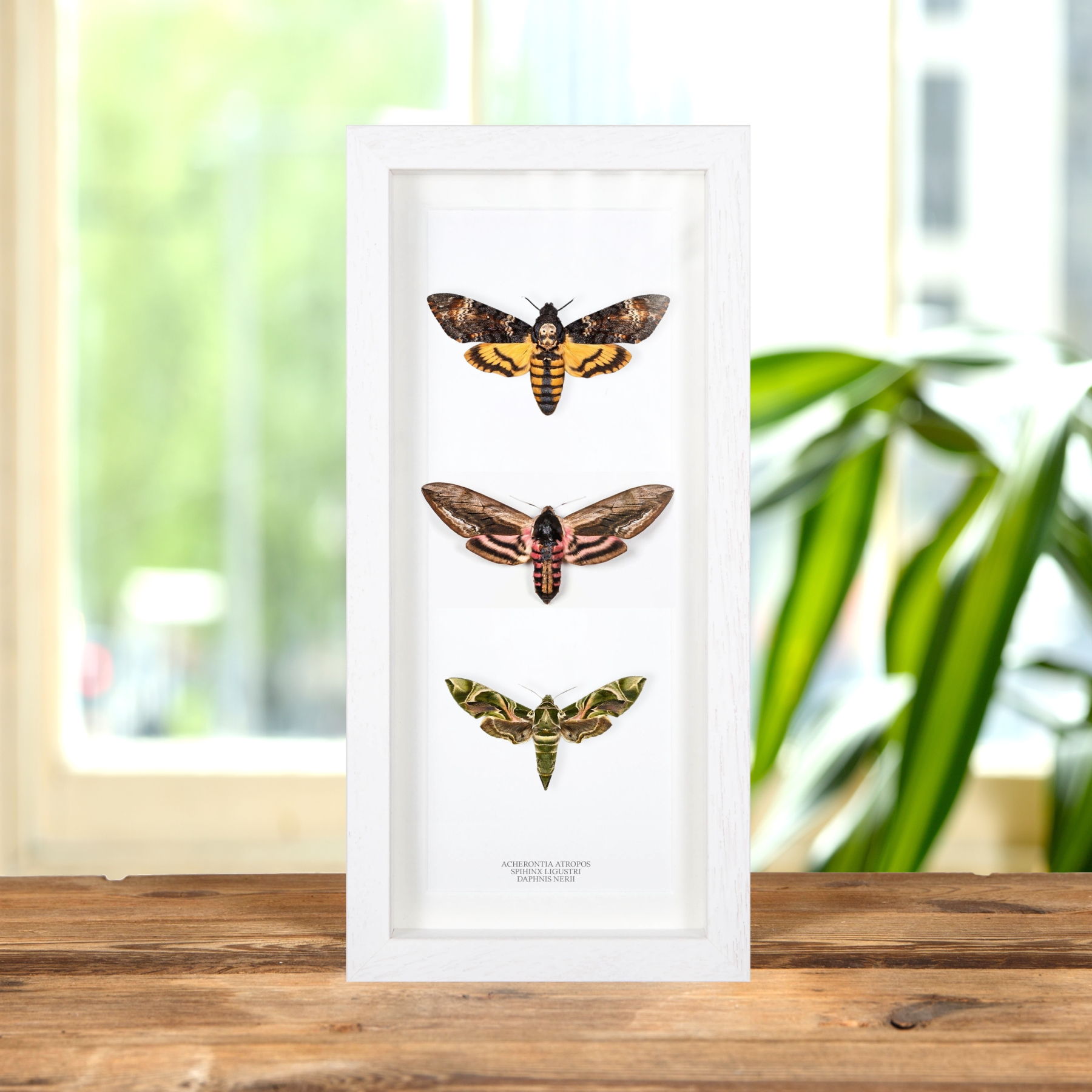 Hawk Moth Trio In Box Frame (Acherontia atropos, Sphinx ligustri & Daphnis nerii)