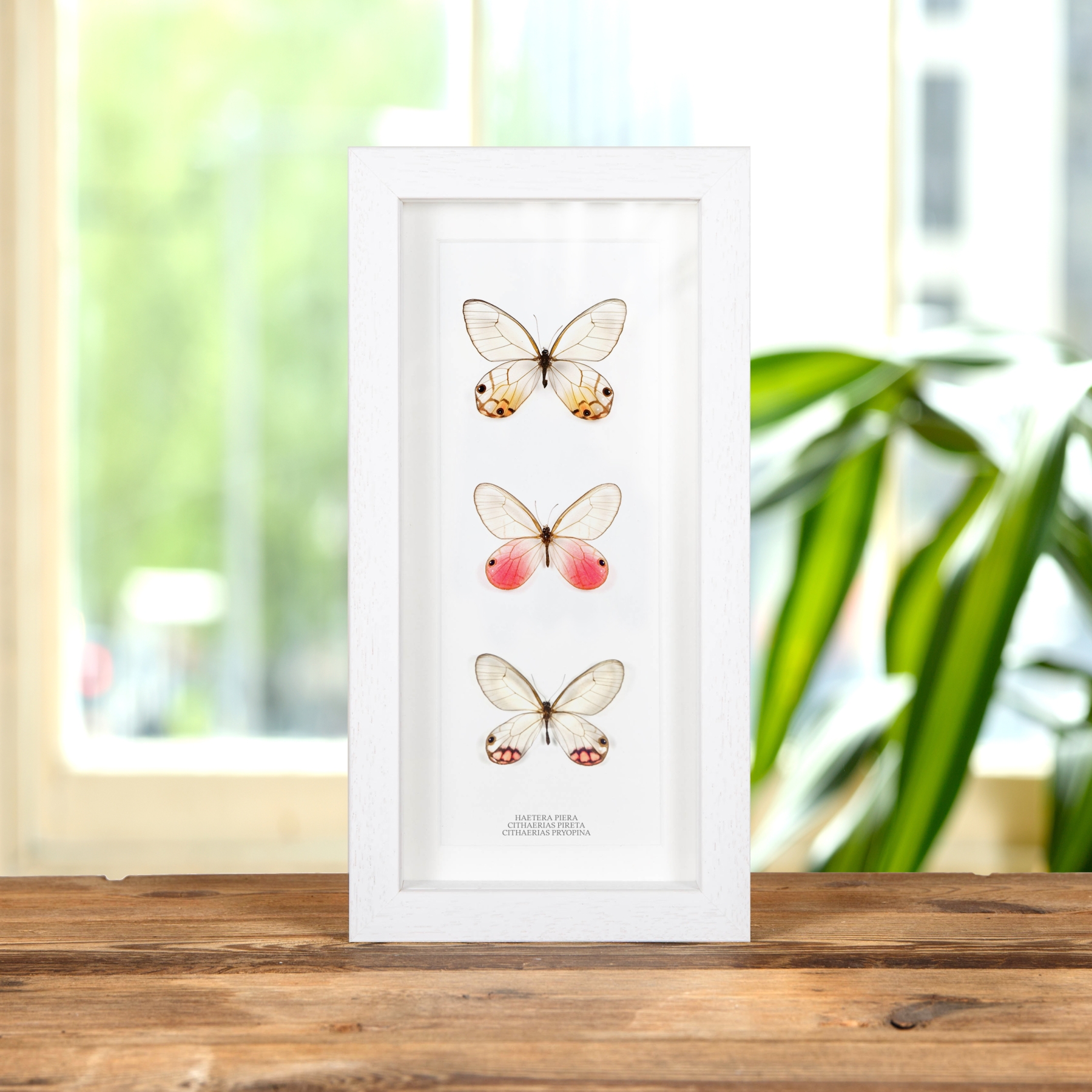 Glass Wing Butterfly Trio In Box Frame (Cithaerias pyropina, pireta & Haetera piera)