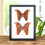 Minibeast Pink Atlas Moth Male & Female Pair In Box Frame (Attacus lorquini)