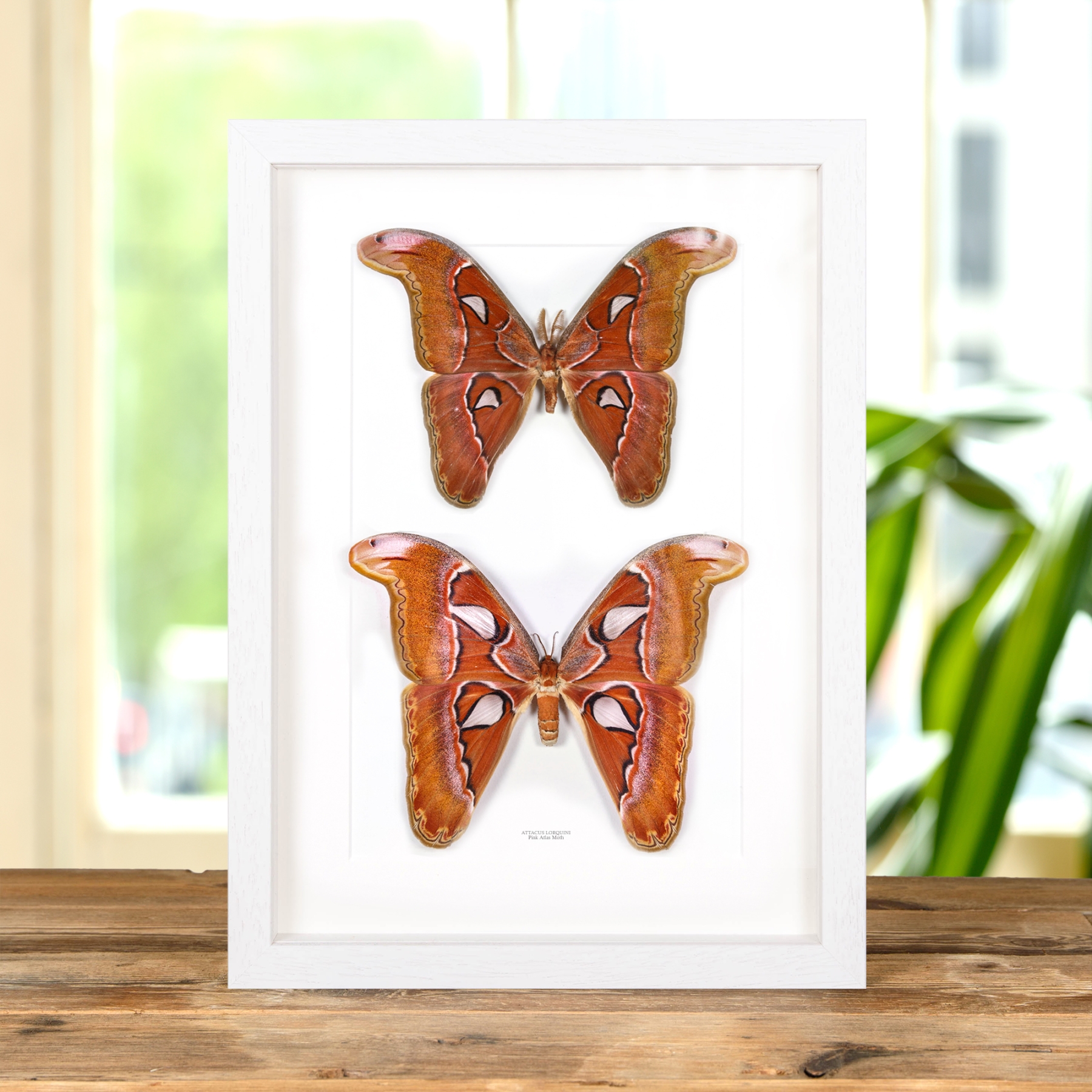 Pink Atlas Moth Male & Female Pair In Box Frame (Attacus lorquini)