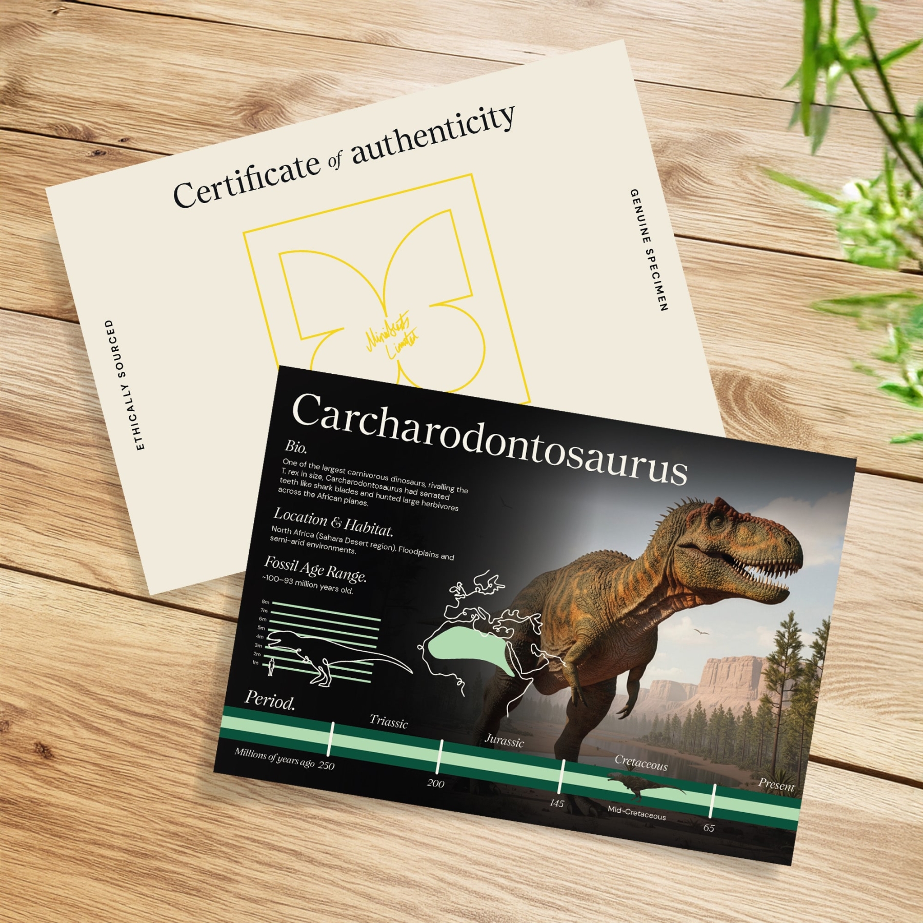 Carcharodontosaurus Dinosaur Tooth Fossil & Colour Illustration (Carcharodontosaurus saharicus) #2