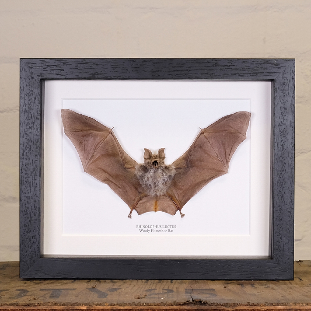 Minibeast Wooly Horseshoe Bat in Box Frame (Rhinolophus luctus)