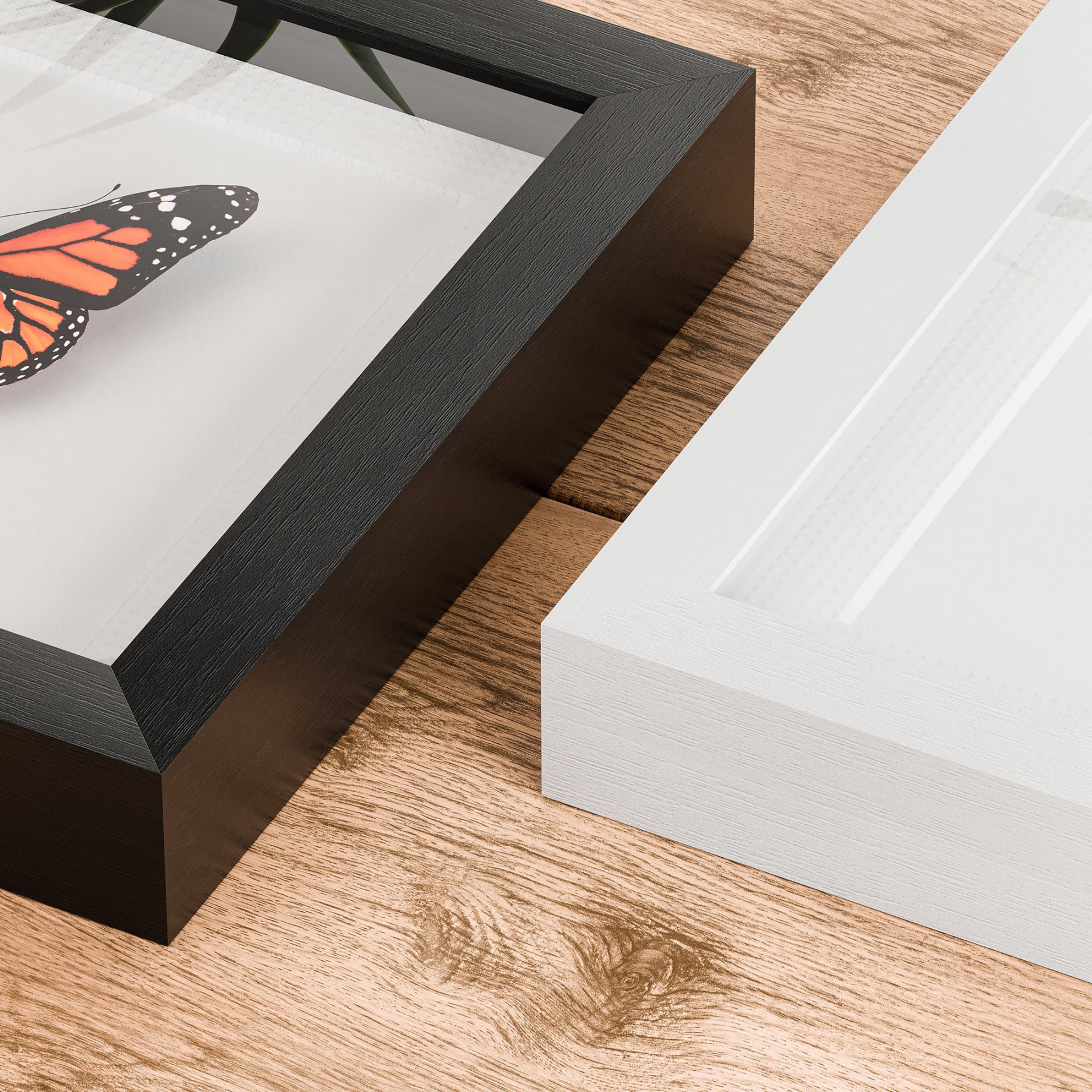 Minibeast Glossy Horn Beetle In Box Frame (Brachysiderus quadrimaculatus)