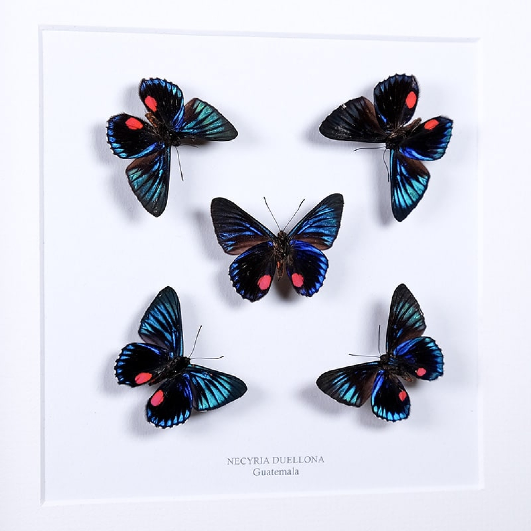 Necyria duellona Butterflies In Box Frame from Guatemala