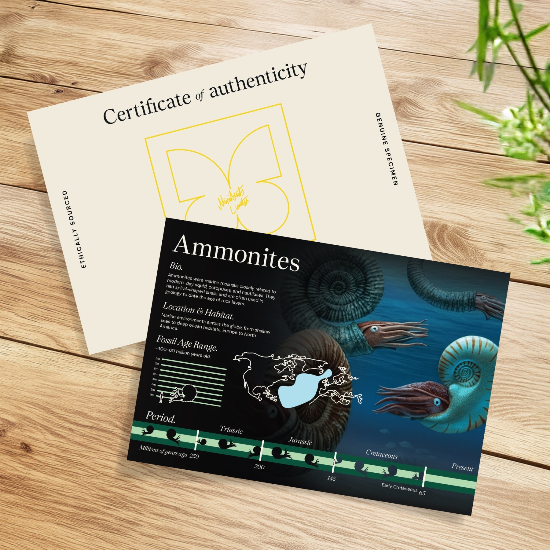 Whole Rough Goniatite Ammonite In Clear Glass Frame (Goniatitida sp)