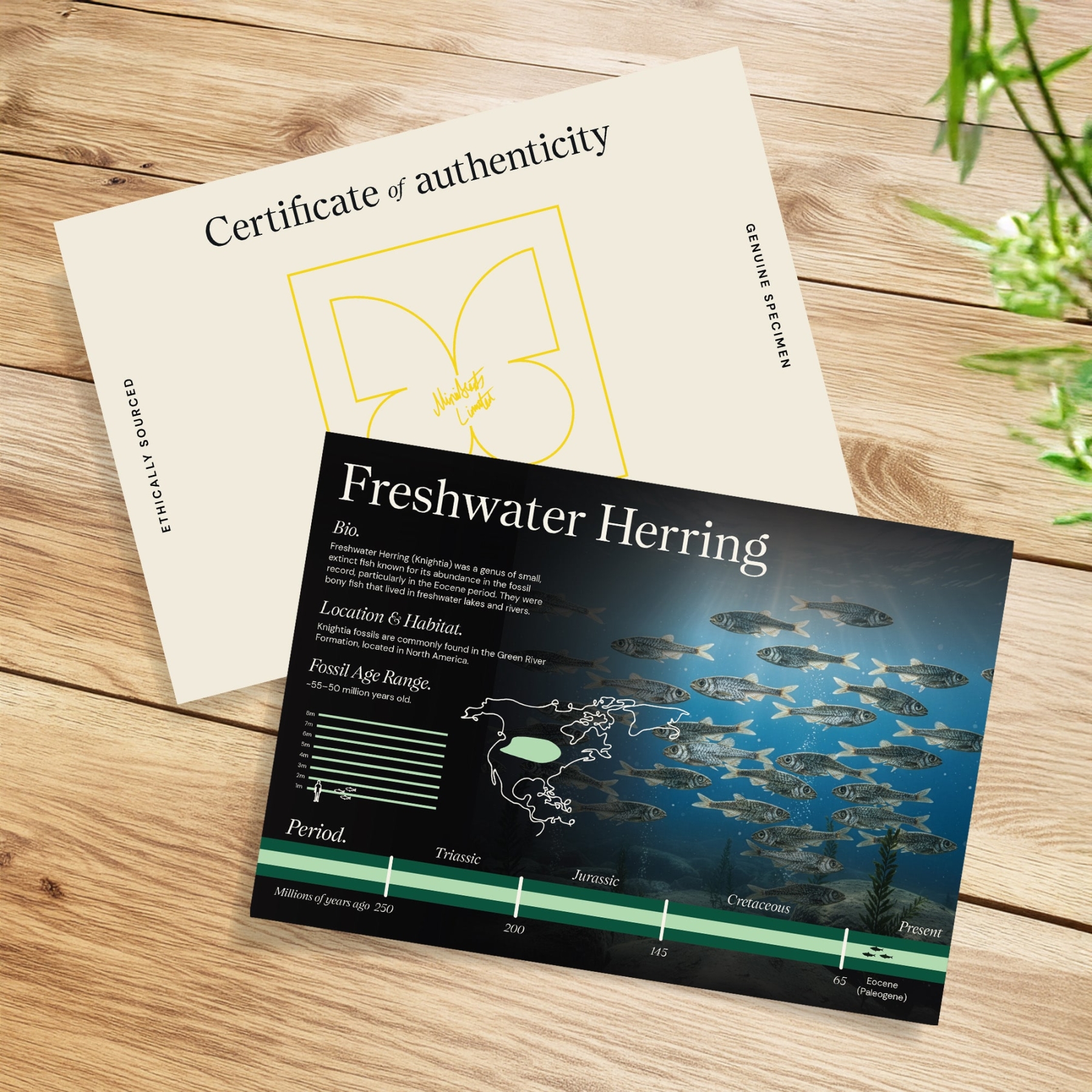 Freshwater Herring Fossil In Baroque Style Frame (Knightia sp)