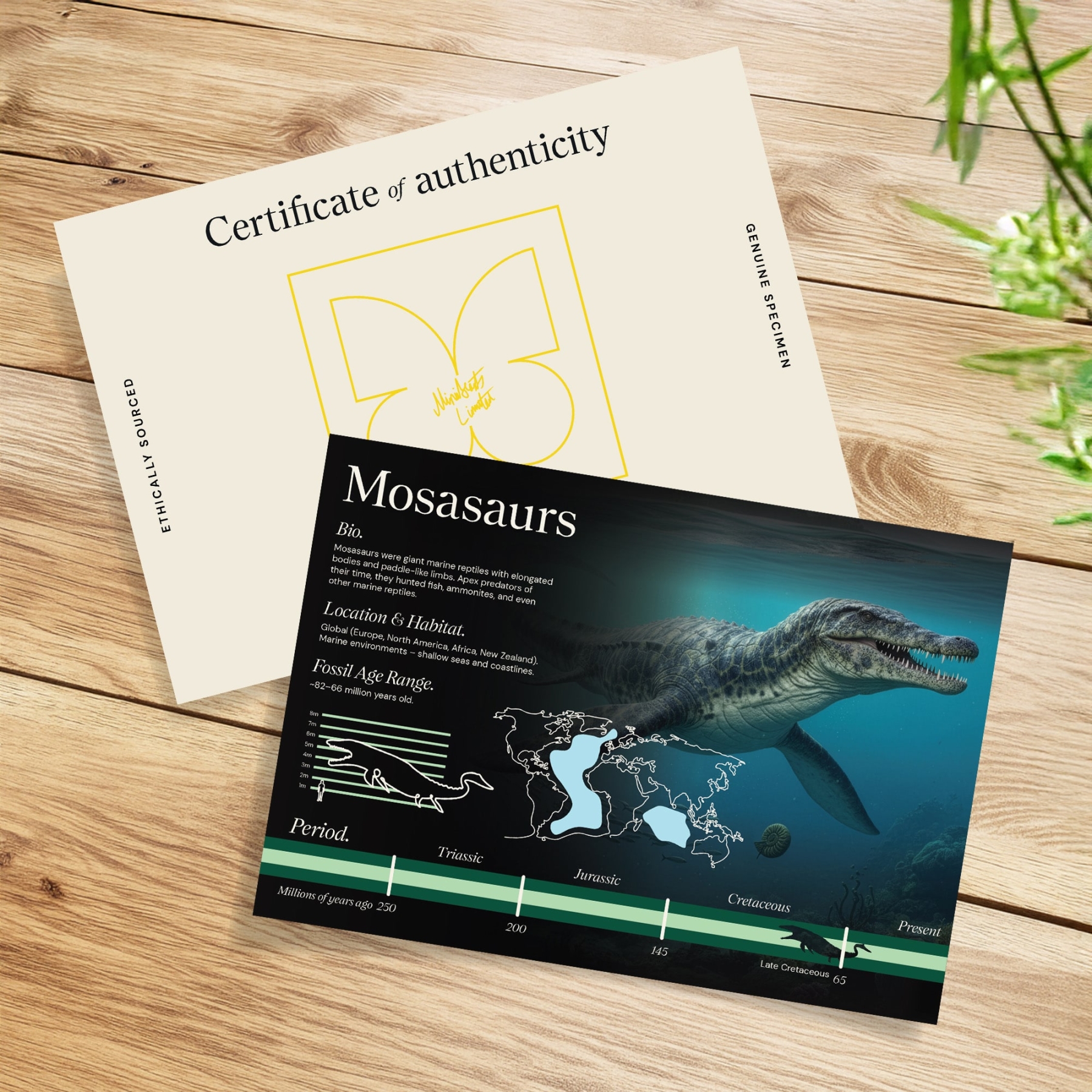 Mosasaur Dinosaur Tooth Fossil in Box Frame (Mosasaurus sp)