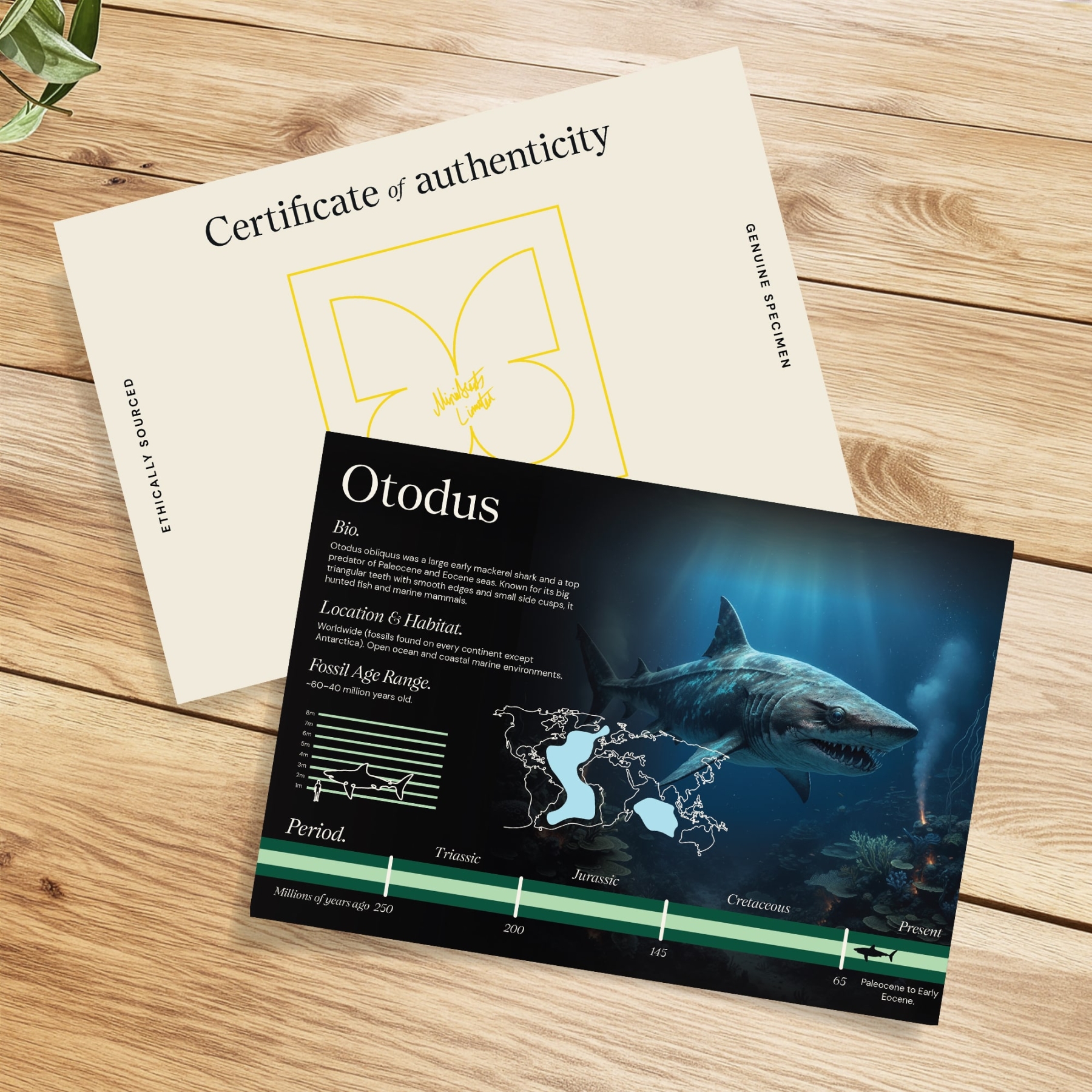 Set of Otodus  Shark Teeth Fossils in Box Frame (Otodus obliquus)