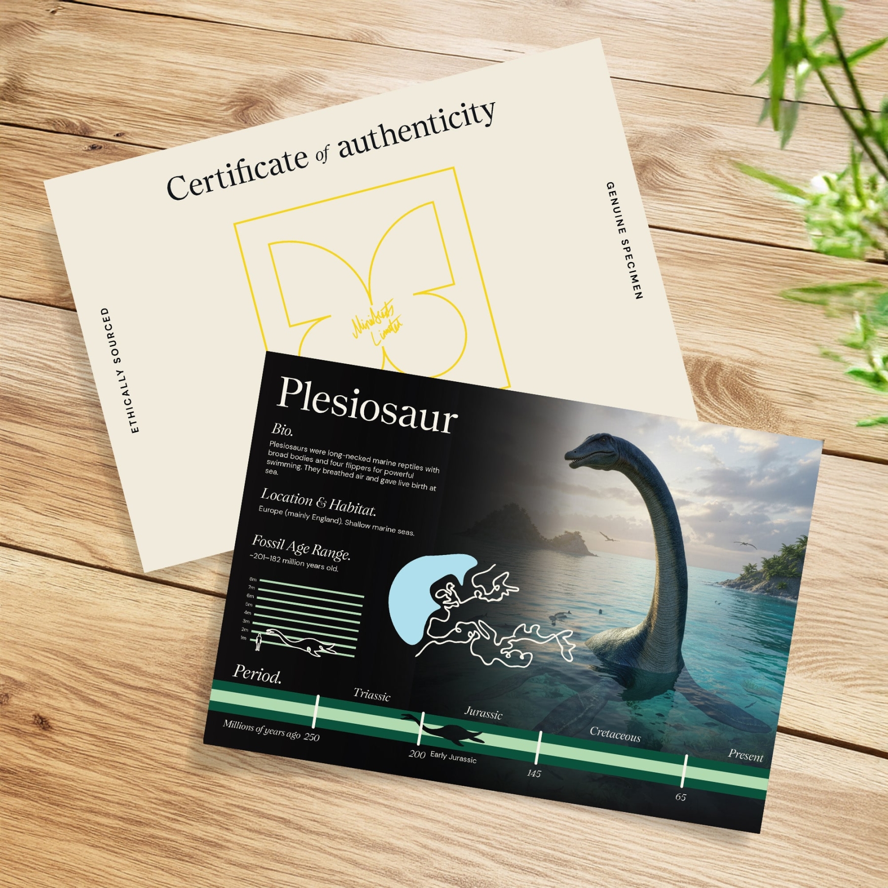 Plesiosaur Dinosaur Tooth Fossil & Illustration In Box Frame (Plesiosaurus sp)