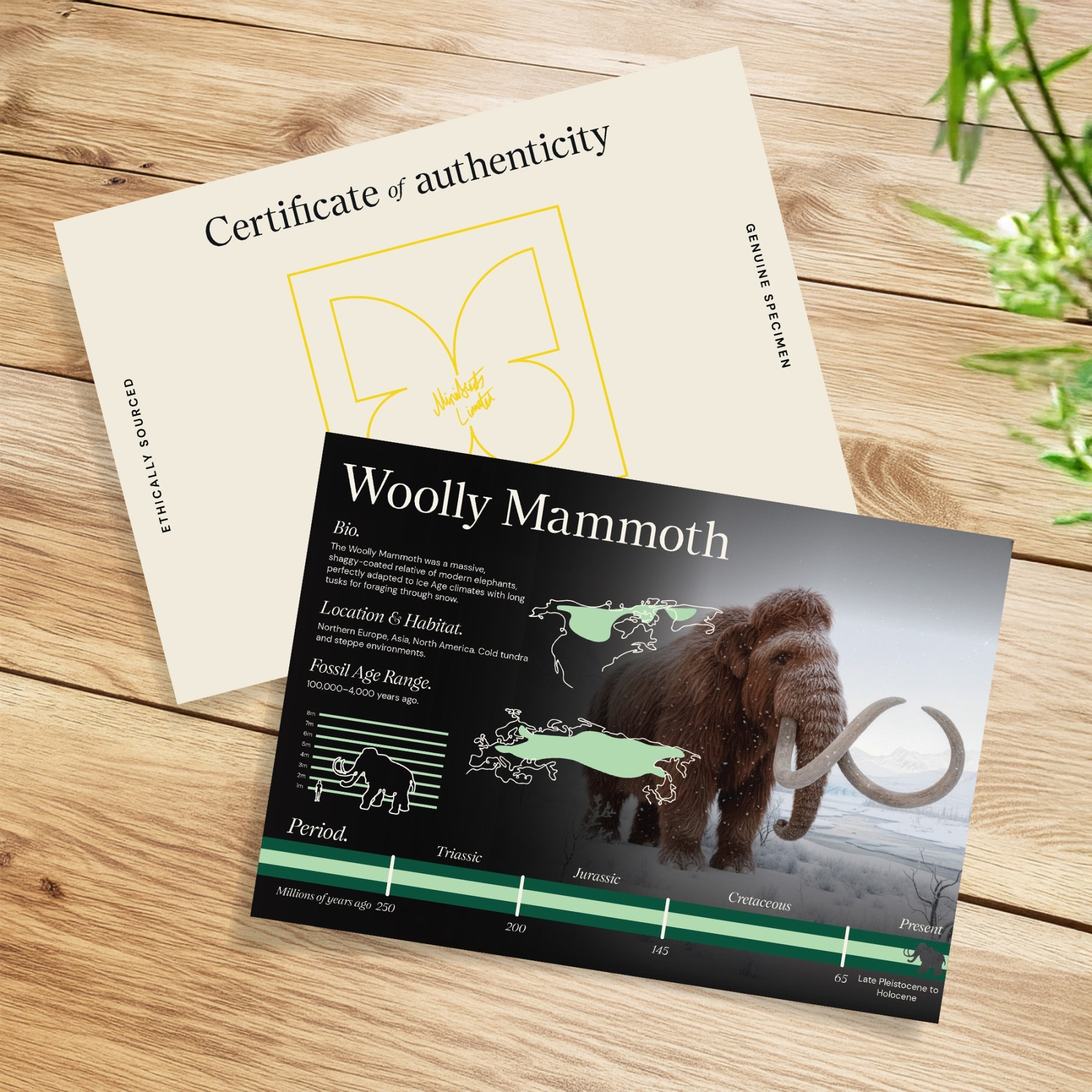 Woolly Mammoth Bone, Tooth & Hair Fossil In Baroque Style Frame (Mammuthus sp)