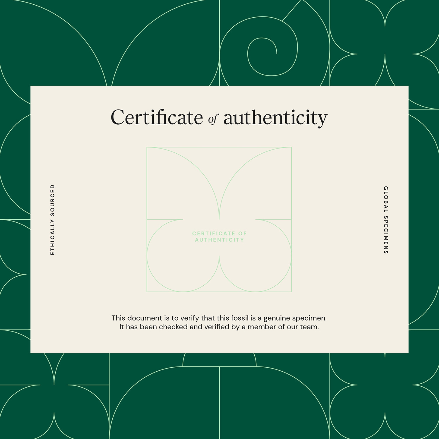 Otodus Shark Tooth Fossil In Box Frame (Otodus obliquus)