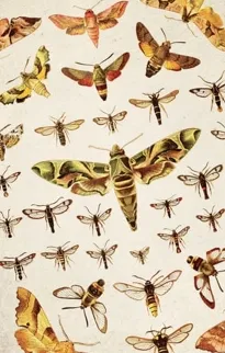 Entomology Art Prints