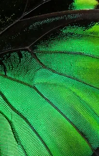 CITES Birdwing Butterflies