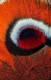 British Entomology Frames