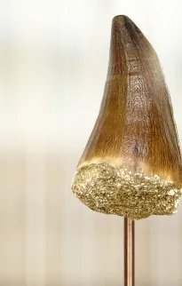 Fossil Glass Domes