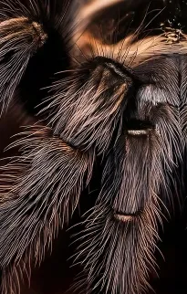 Spider & Tarantula Frames