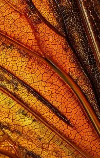 Wasp, Bee & Hornet Frames