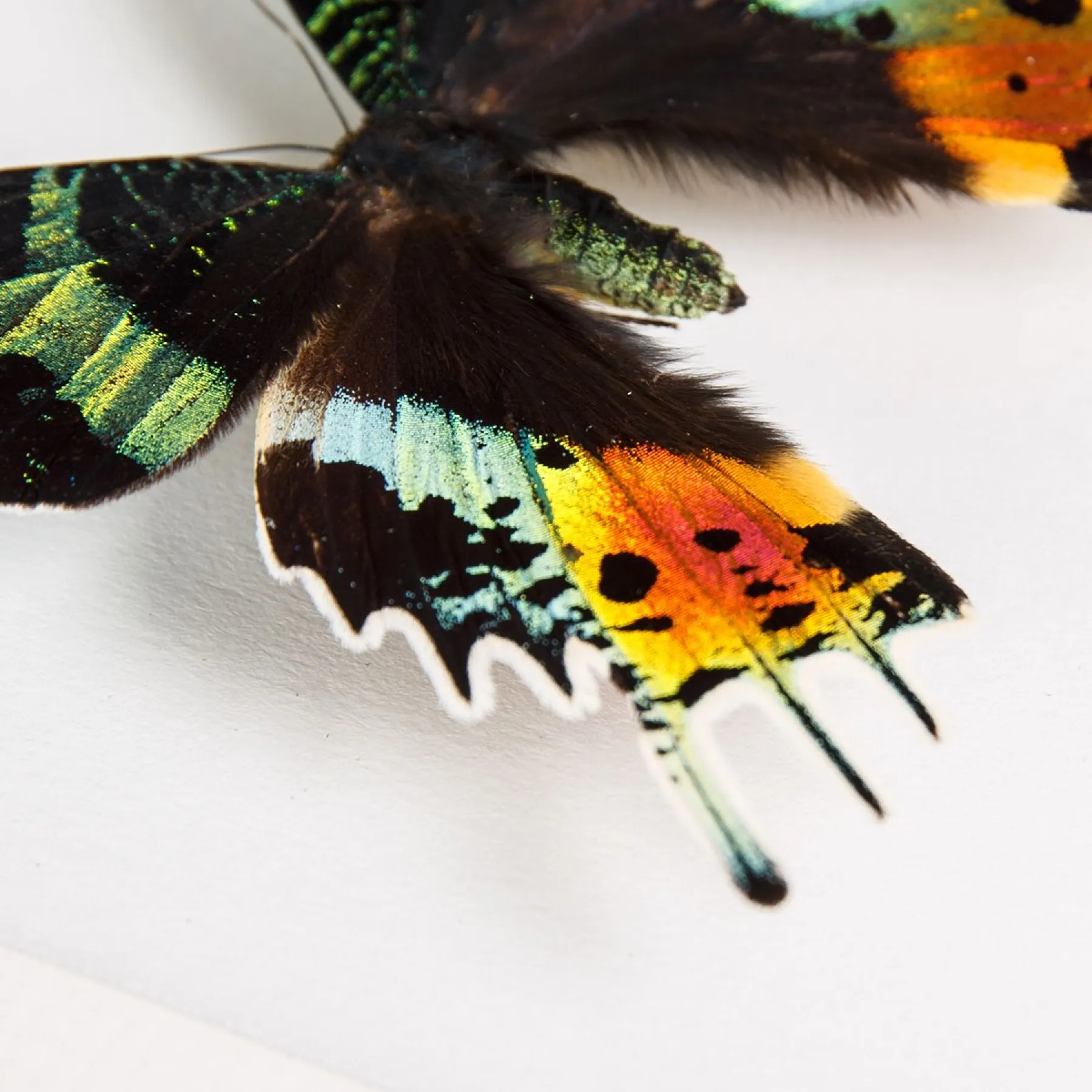 Minibeast Madagascan Sunset Moth In Box Frame (Chrysiridia rhipheus)