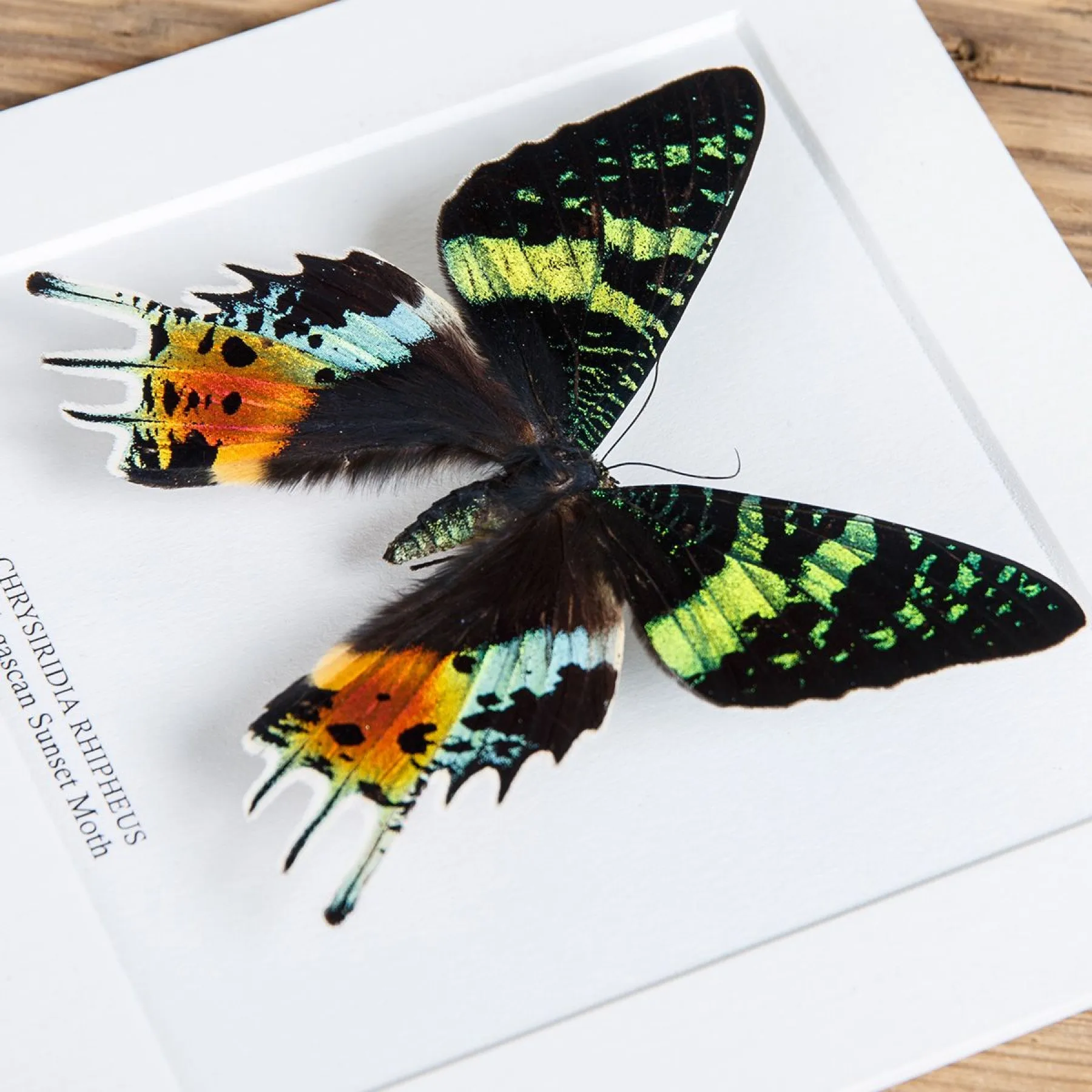 Minibeast Madagascan Sunset Moth In Box Frame (Chrysiridia rhipheus)