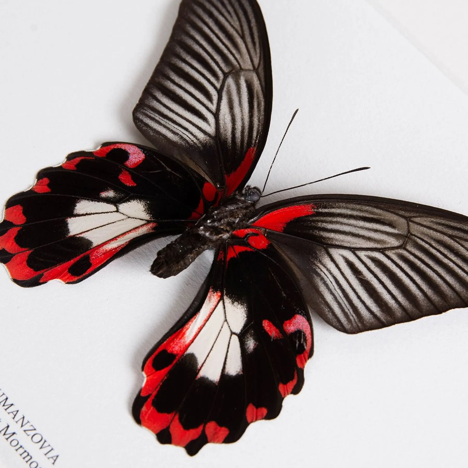 Minibeast Scarlet Mormon White Form In Box Frame (Papilio rumanzovia)