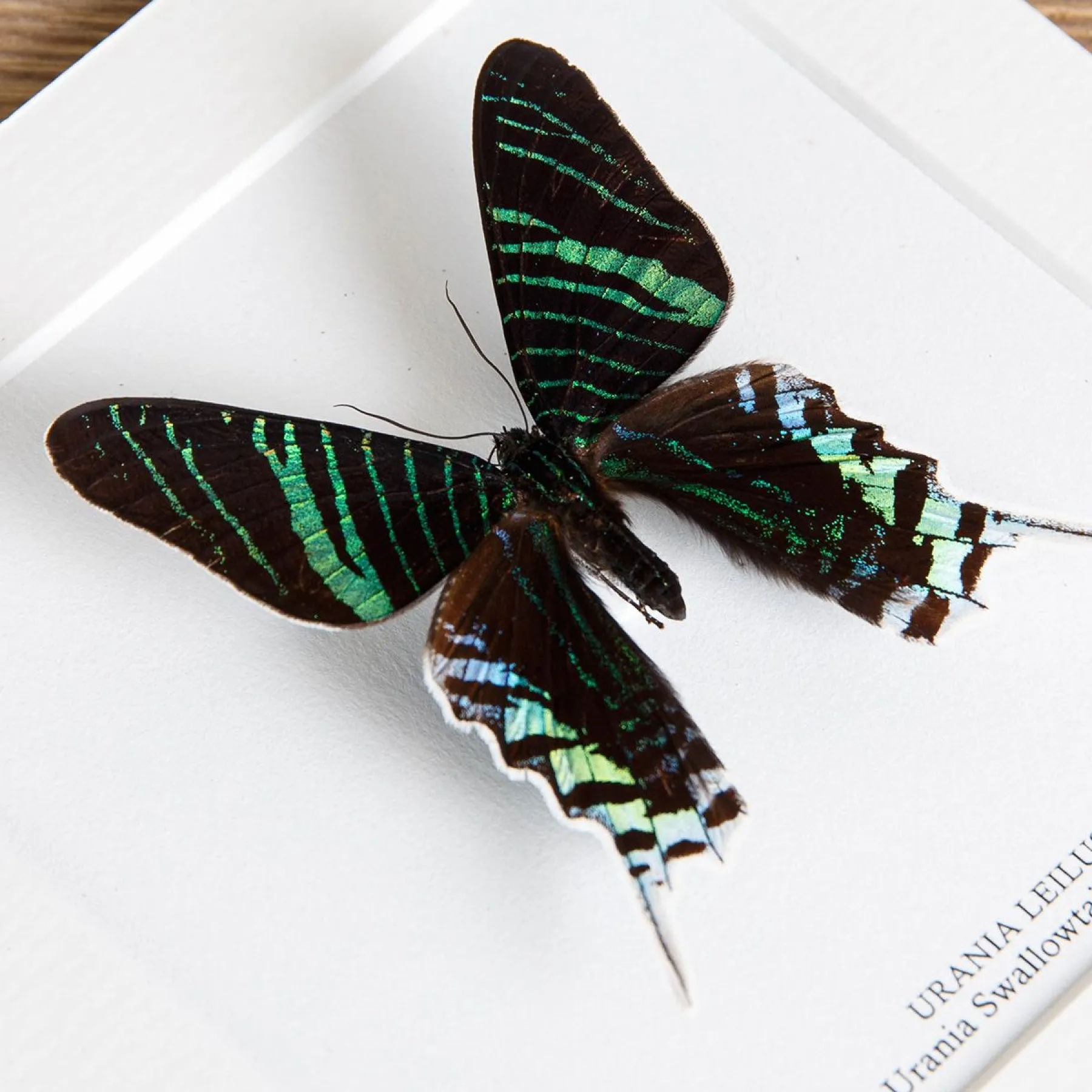 Minibeast Urania Swallowtail Moth In Box Frame (Urania leilus)