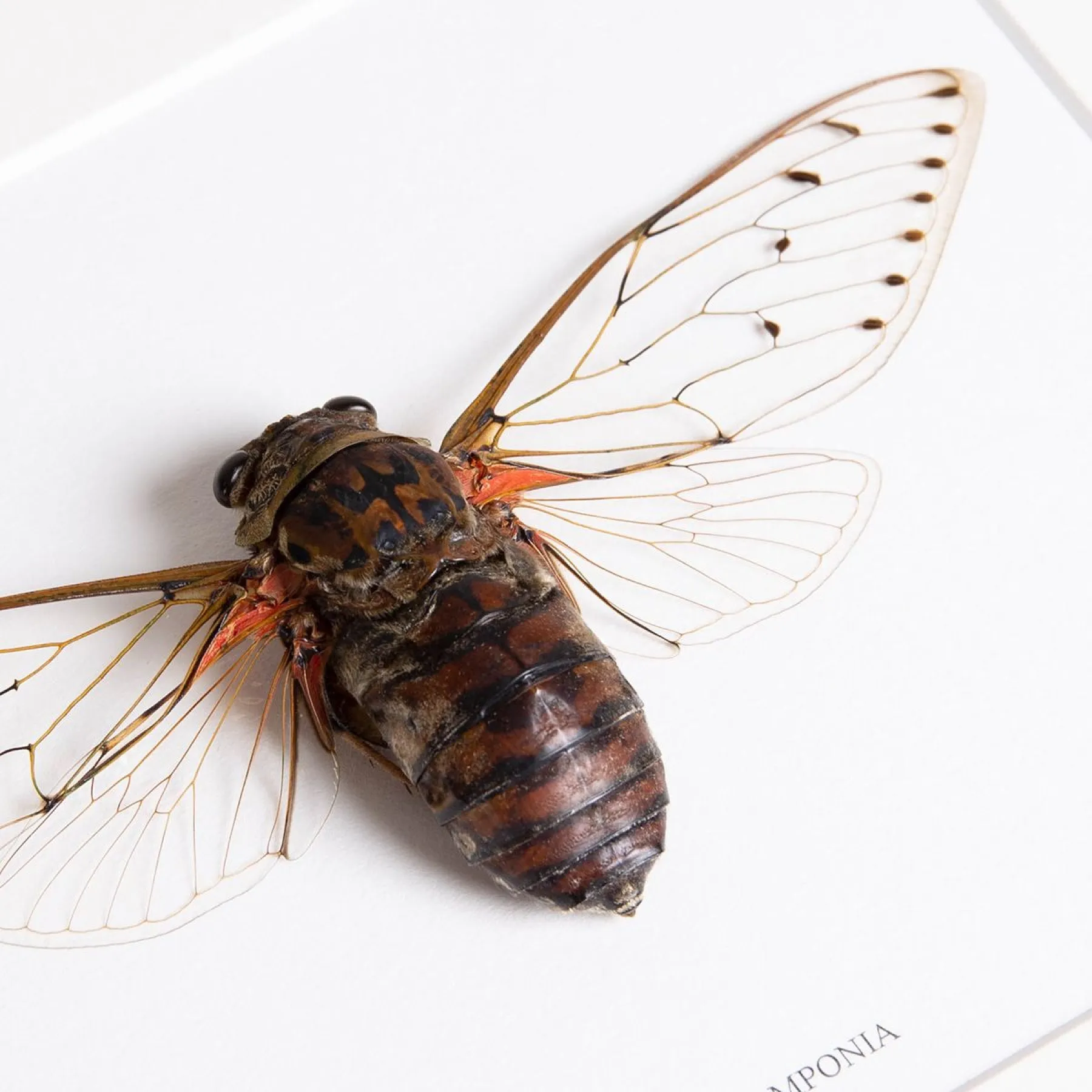 Cicada Pomponia In Box Frame from Thailand Minibeast Cicada Pomponia In Box Frame from Thailand