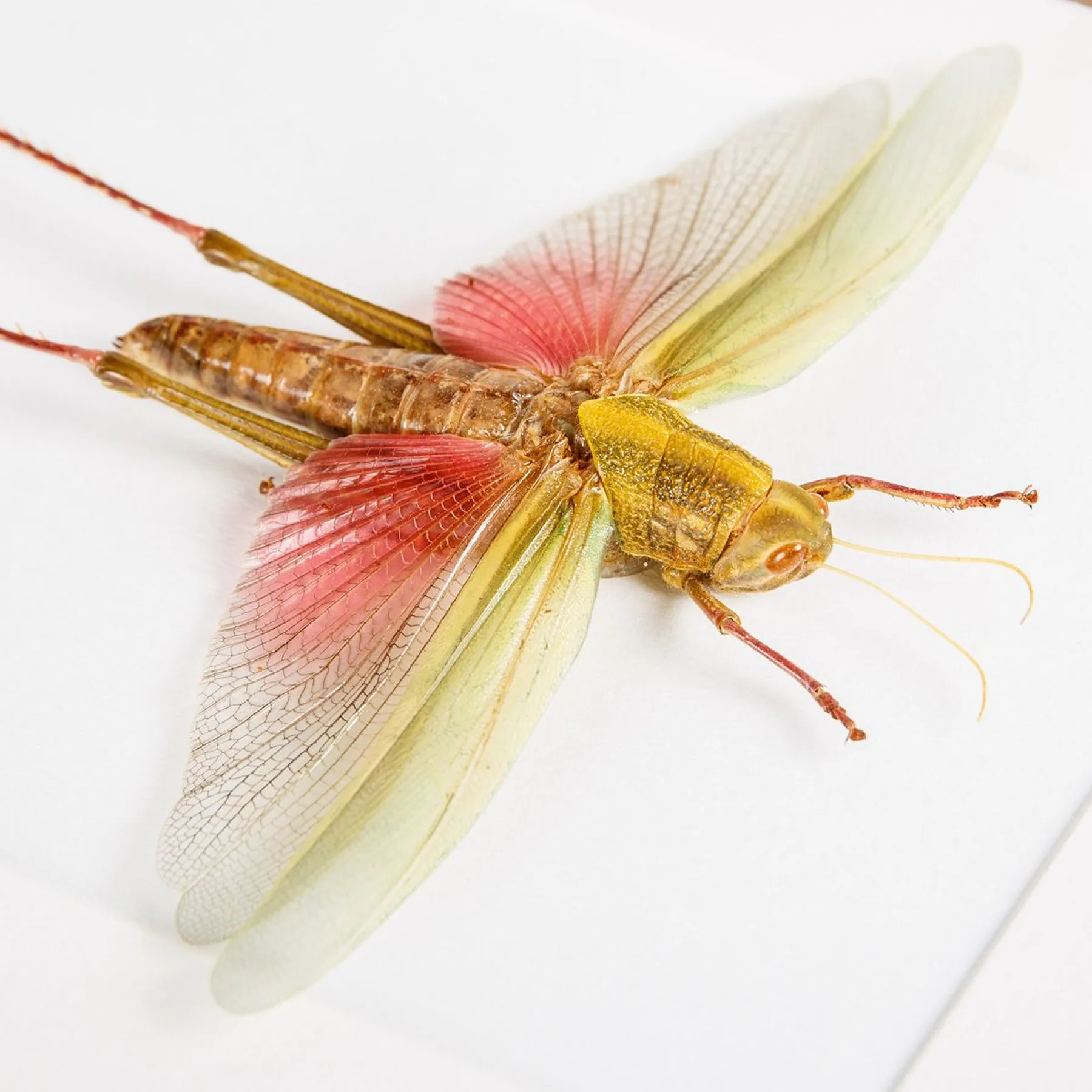 Female Chondracris Rosea In Box Frame from Thailand