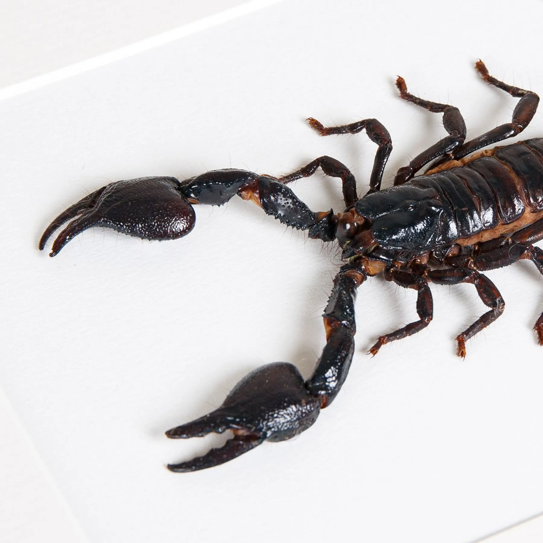 Giant Forest Scorpion In Box Frame (Heterometrus) Giant Forest Scorpion In Box Frame (Heterometrus)