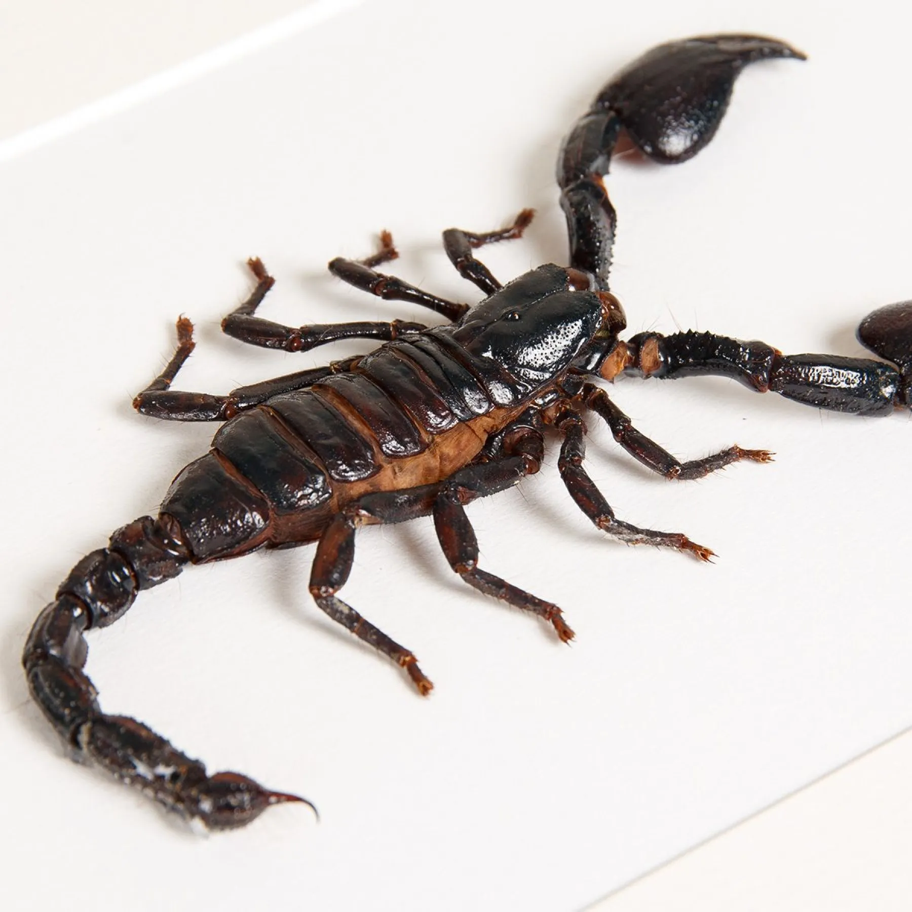 Giant Forest Scorpion In Box Frame (Heterometrus) Giant Forest Scorpion In Box Frame (Heterometrus)