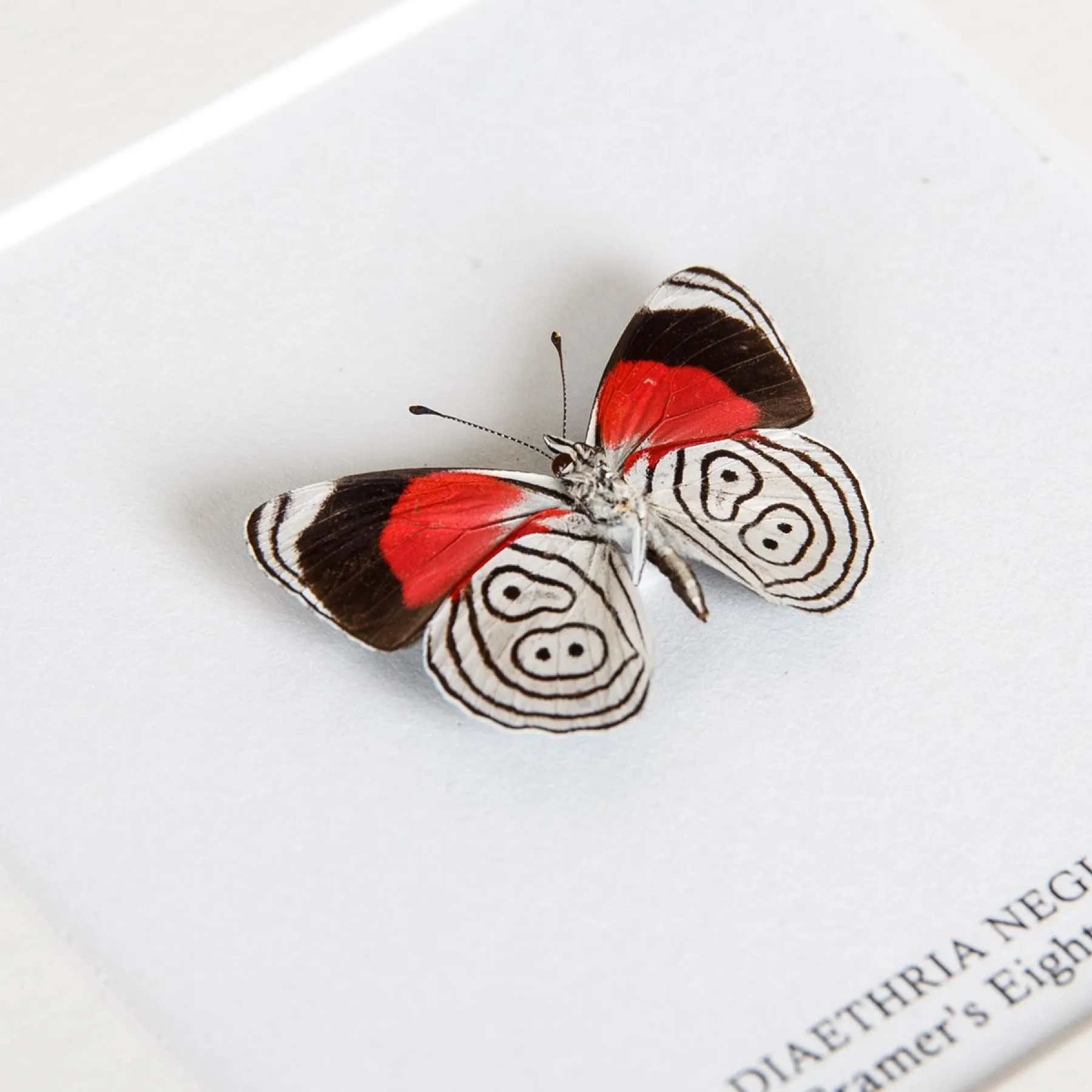 Minibeast Cramer’s Eighty-Eight Butterfly In Box Frame (Diaethria neglecta)