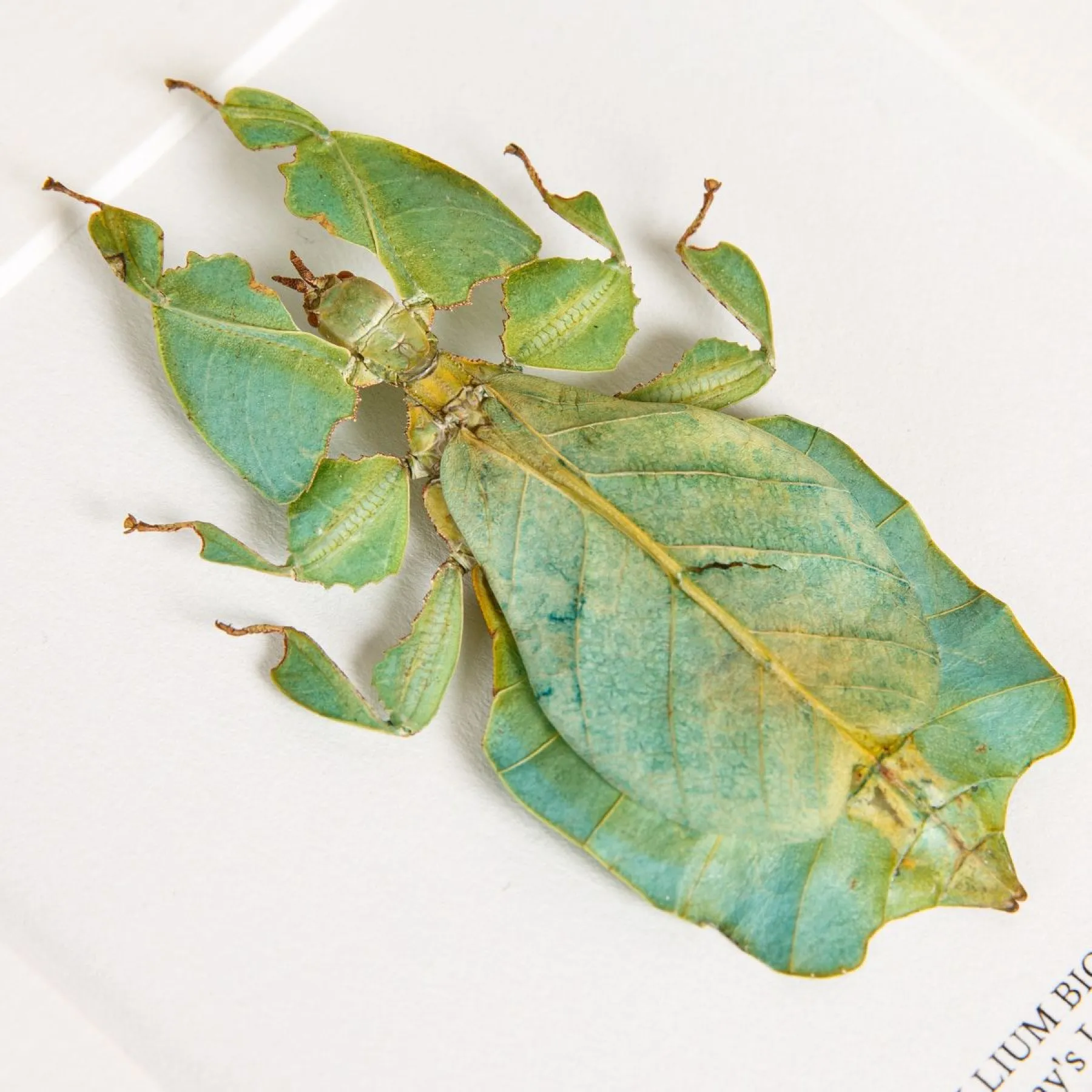 Gray's Leaf Insect In Box Frame (Phyllium bioculatum) Gray's Leaf Insect In Box Frame (Phyllium bioculatum)