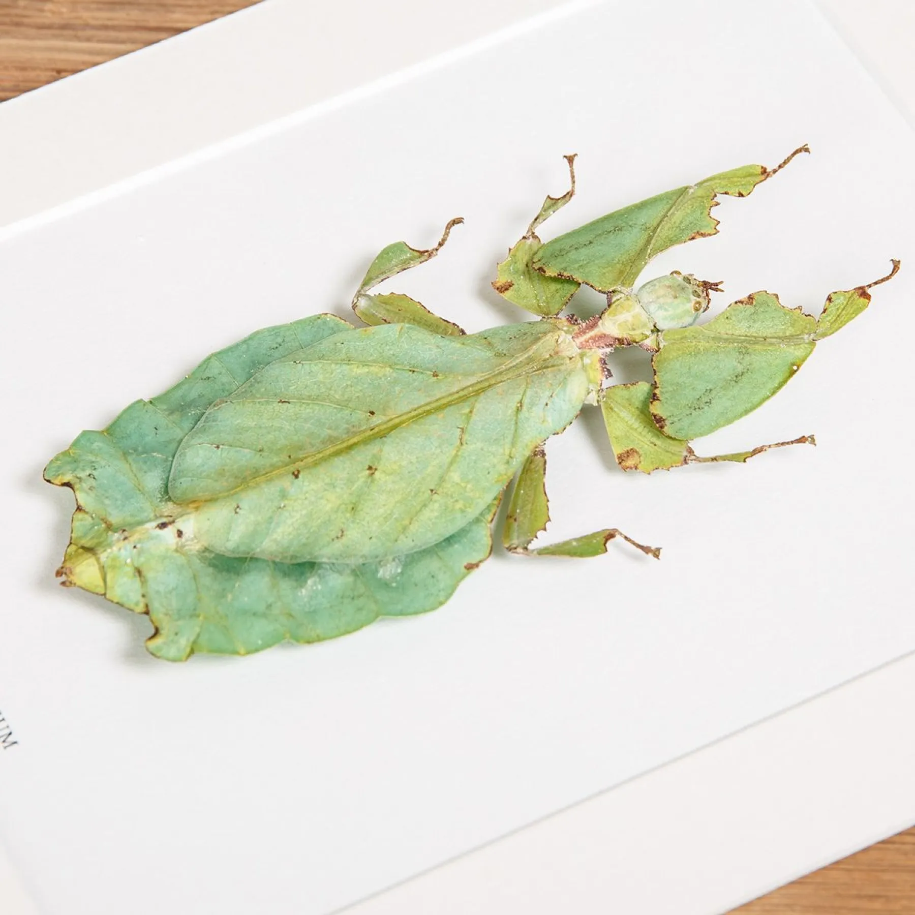Giant Leaf Insect In Box Frame (Phyllium giganteum) Minibeast Giant Leaf Insect In Box Frame (Phyllium giganteum)
