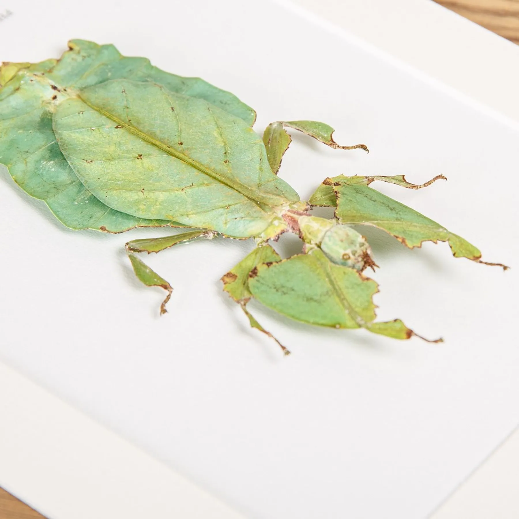 Giant Leaf Insect In Box Frame (Phyllium giganteum) Minibeast Giant Leaf Insect In Box Frame (Phyllium giganteum)