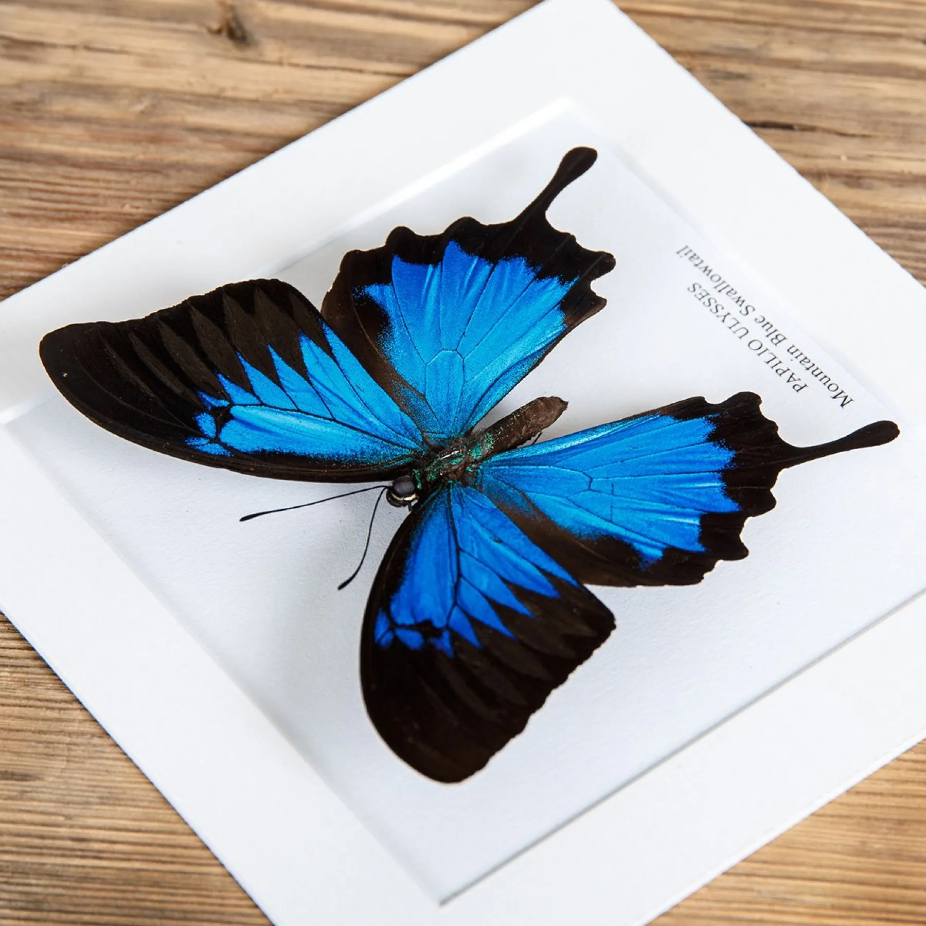 Mountain Blue Swallowtail In Box Frame (Papilio ulysses)