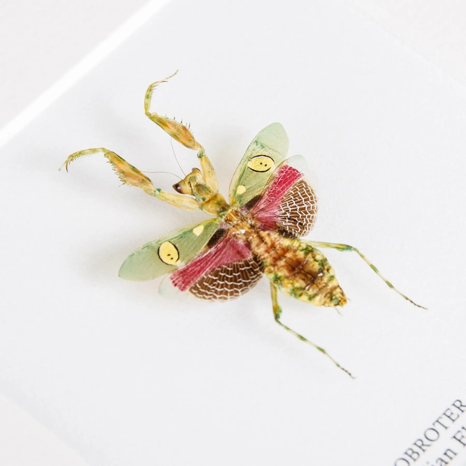 Minibeast Female Jewelled Flower Mantis In Box Frame (Creobroter gemmatus)