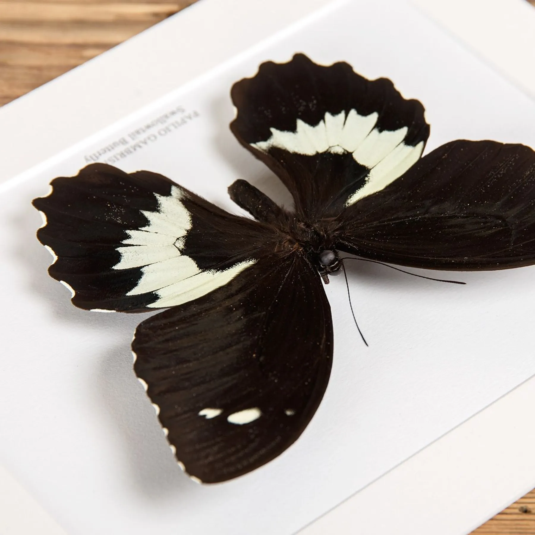 Swallowtail Butterfly In Box Frame (Papilio gambrisius) Minibeast Swallowtail Butterfly In Box Frame (Papilio gambrisius)
