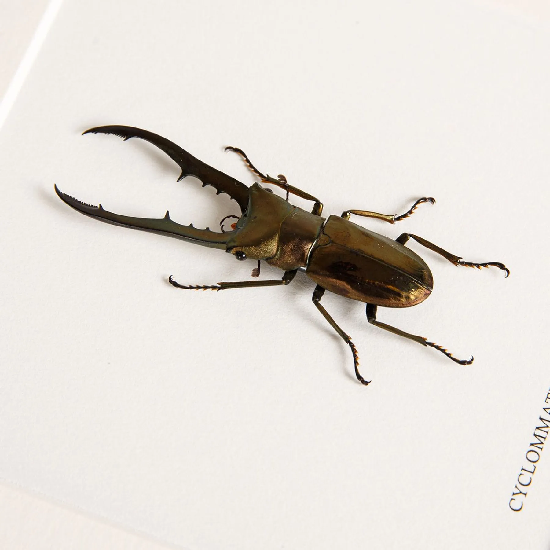 Stag Beetle In Box Frame (Cyclommatus metallifer finae) Minibeast Stag Beetle In Box Frame (Cyclommatus metallifer finae)