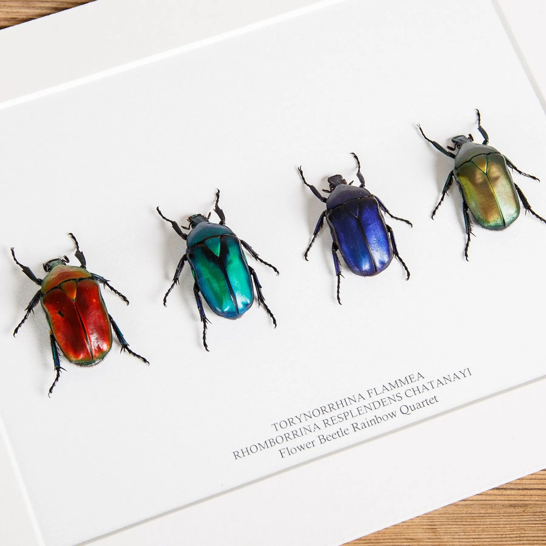 Flower Beetle Rainbow Quartet In Box Frame from Thailand