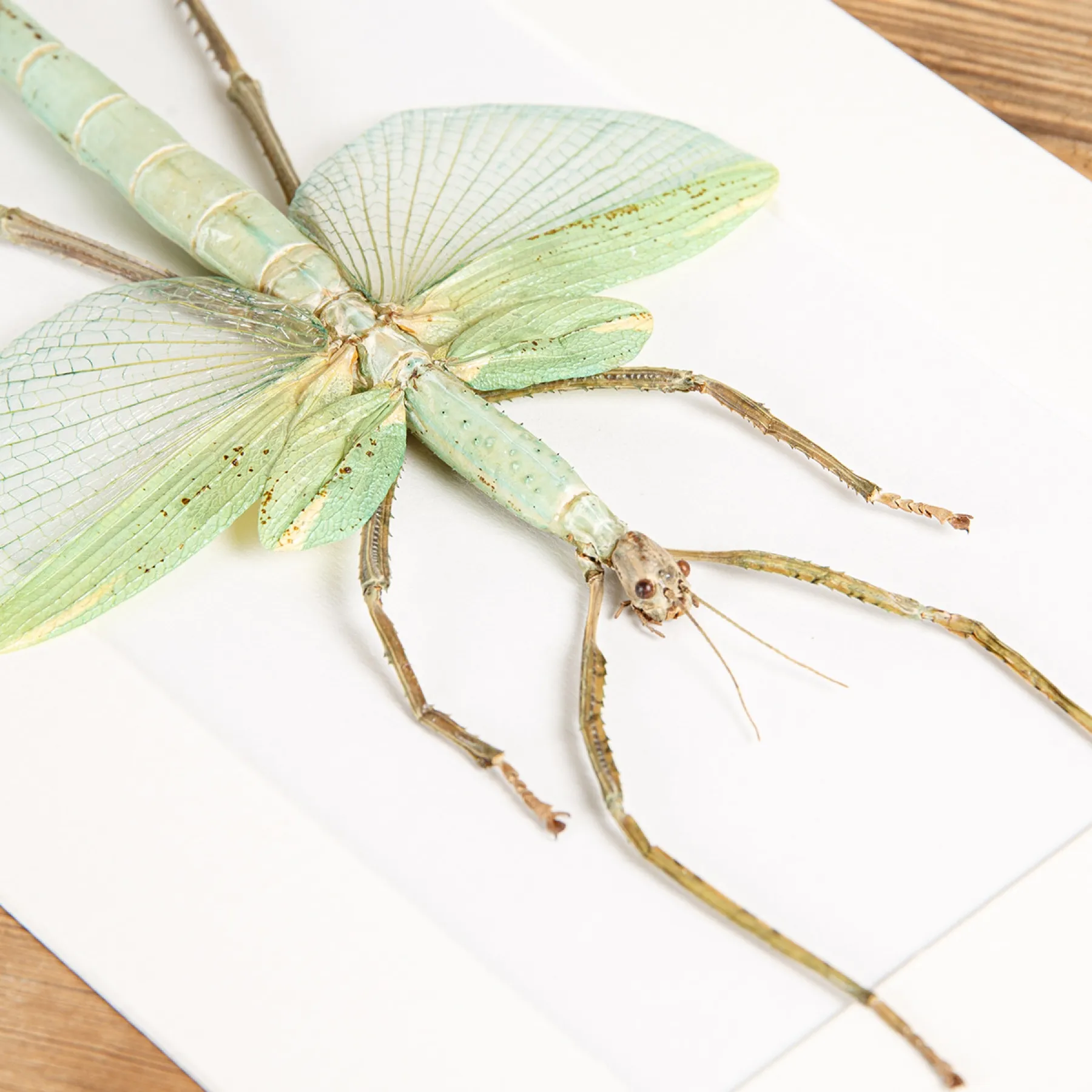 Giant Stick Insect In Box Frame (Eurycnema versirubra) Giant Stick Insect In Box Frame (Eurycnema versirubra)