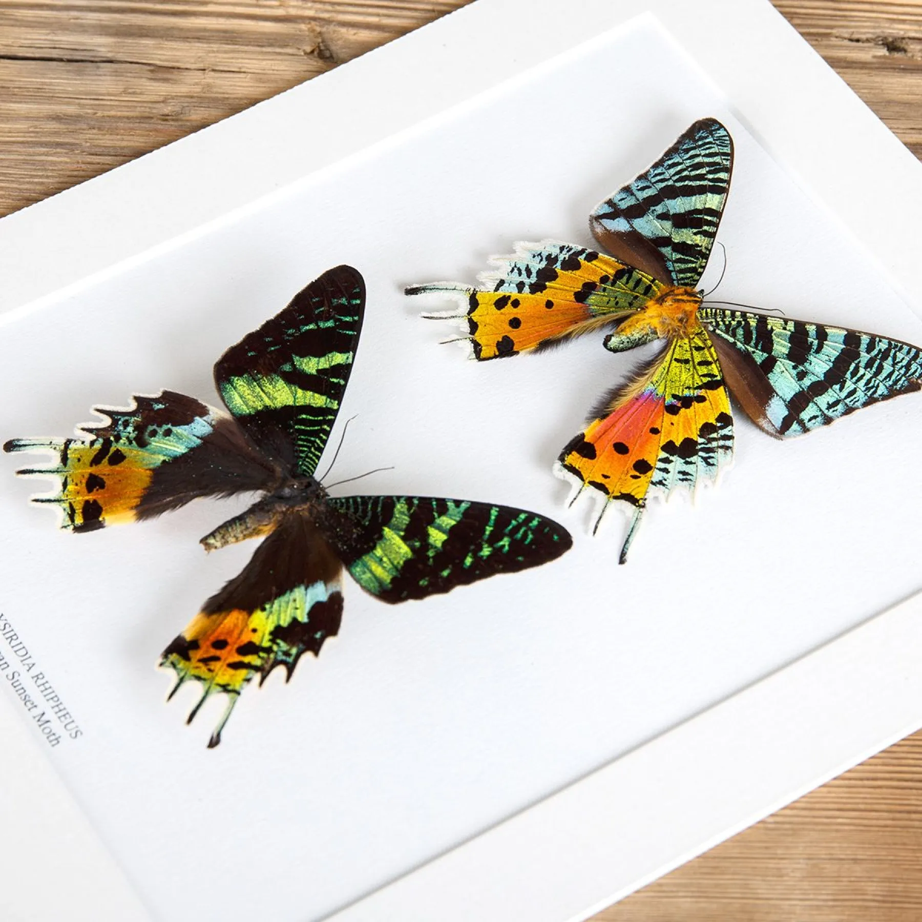 Minibeast Double Madagascan Sunset Moth (Chrysiridia rhipheus)