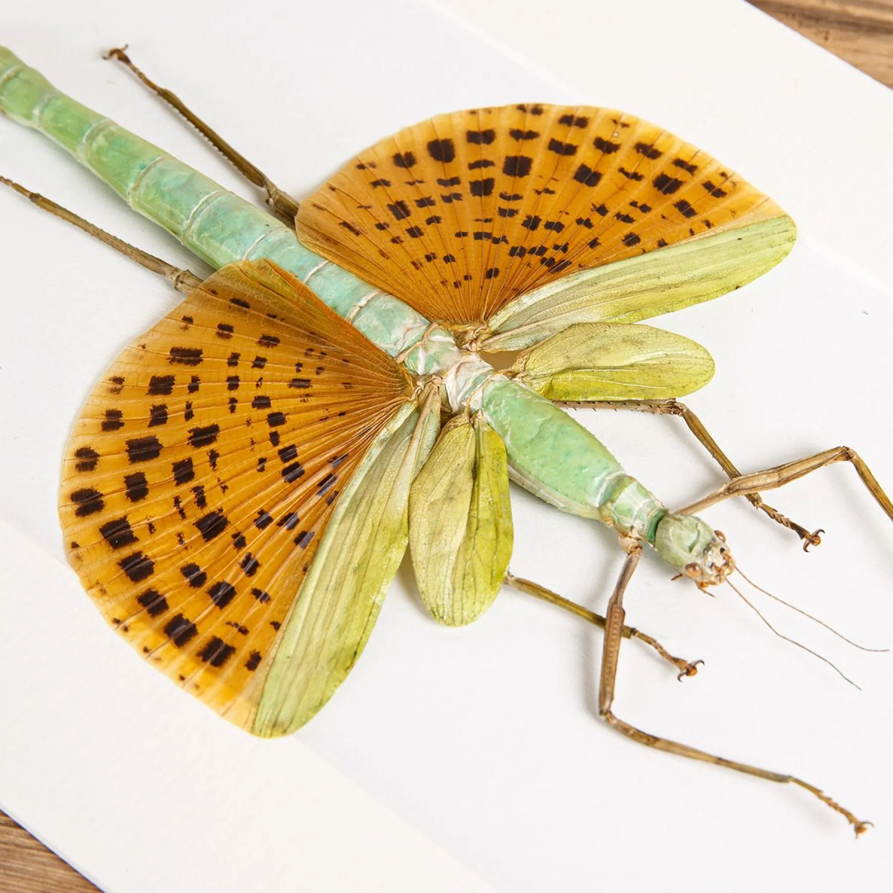 Giant Winged Walking Stick In Box Frame (Paracyphocrania major) Giant Winged Walking Stick In Box Frame (Paracyphocrania major)