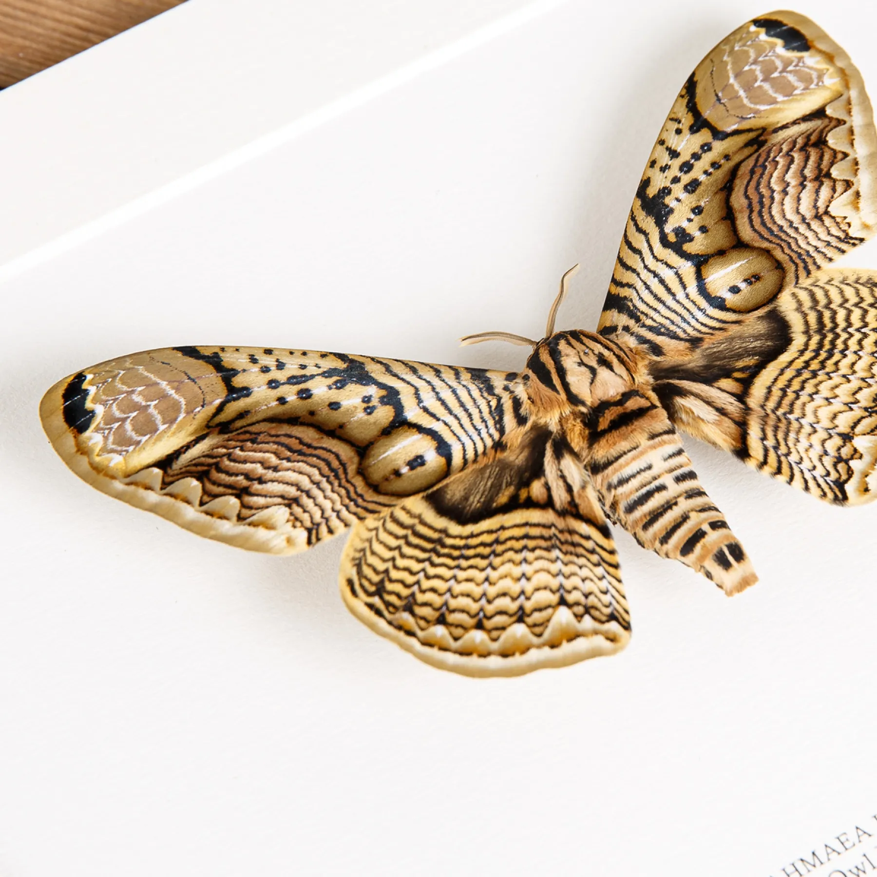 Minibeast Owl Moth In Box Frame (Brahmaea hearseyi)