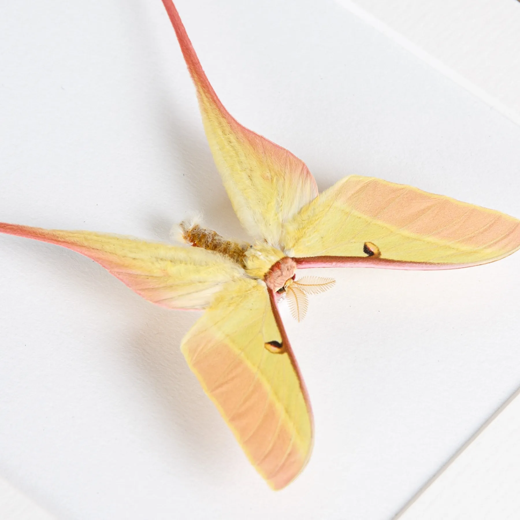 Minibeast Pareja de Polillas de Luna Chinas Macho y Hembra en marco vitrina (Actias dubernardi)