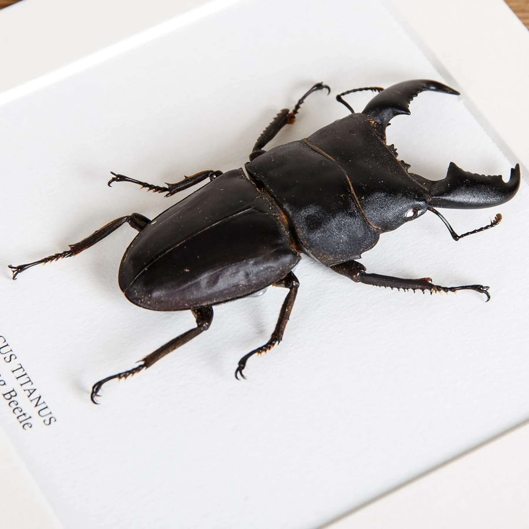 Giant Stag Beetle In Box Frame (Dorcus titanus)