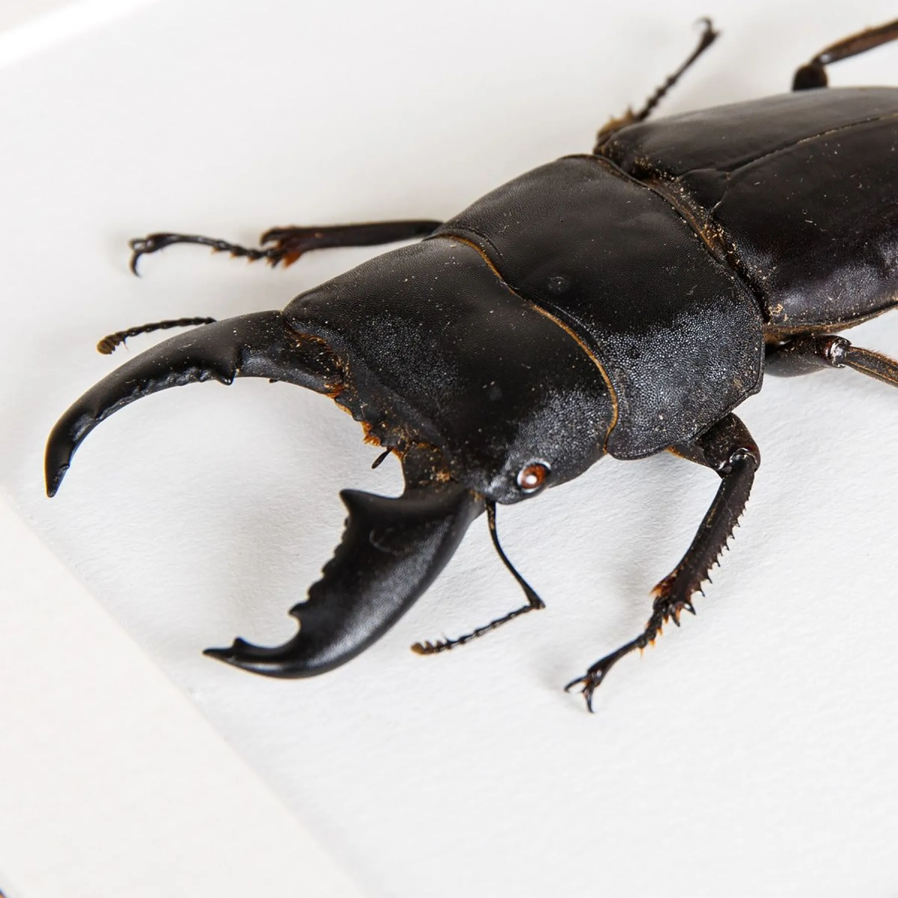 Giant Stag Beetle In Box Frame (Dorcus titanus)