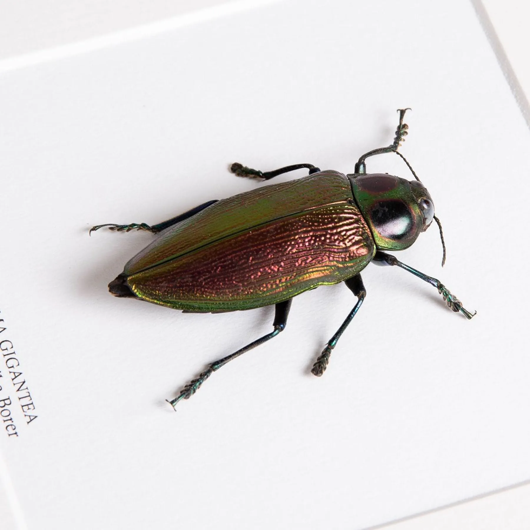 Giant Metallic Ceiba Borer In Box Frame (Euchroma gigantea) Minibeast Giant Metallic Ceiba Borer In Box Frame (Euchroma gigantea)