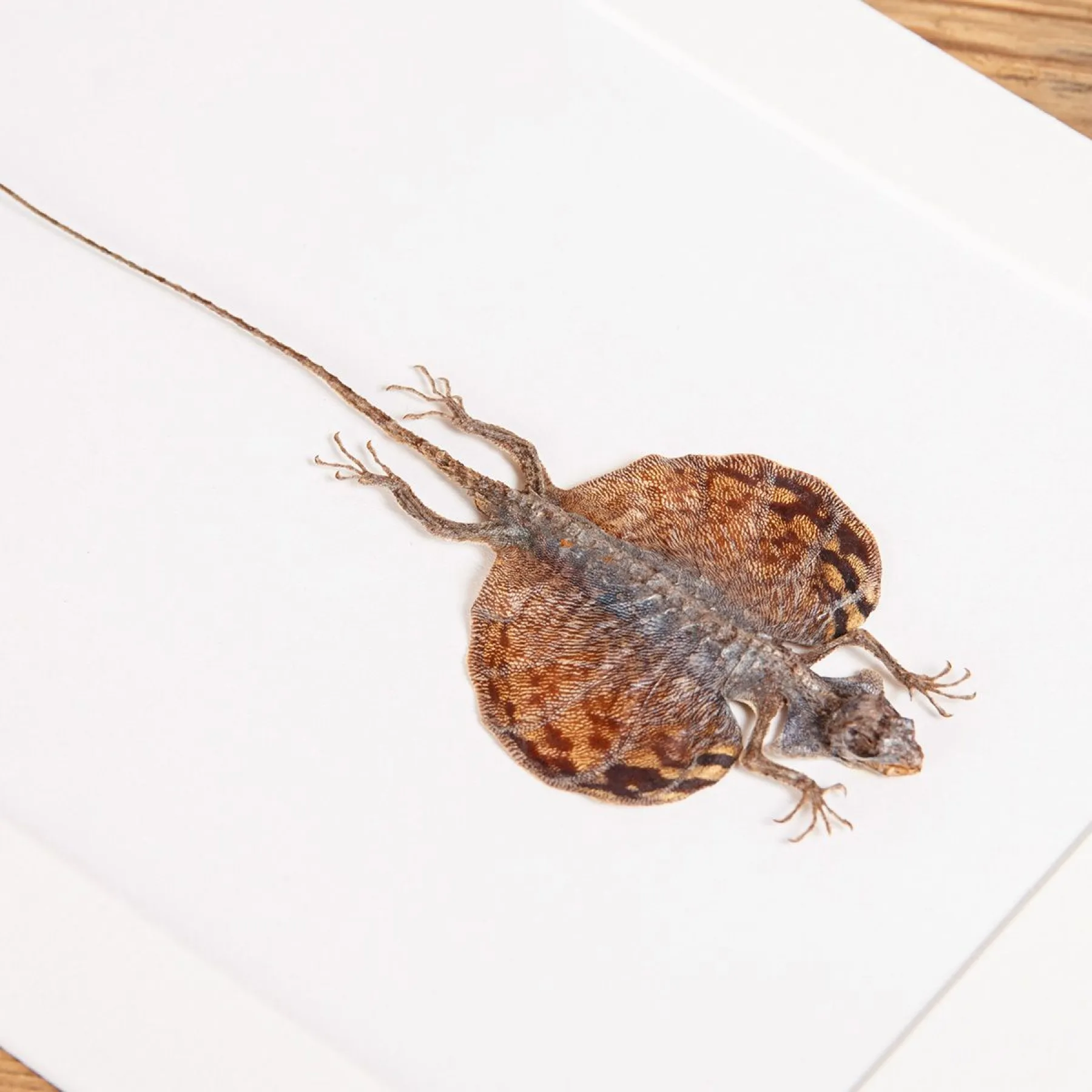 Flying Lizard In Box Frame (Draco volans)