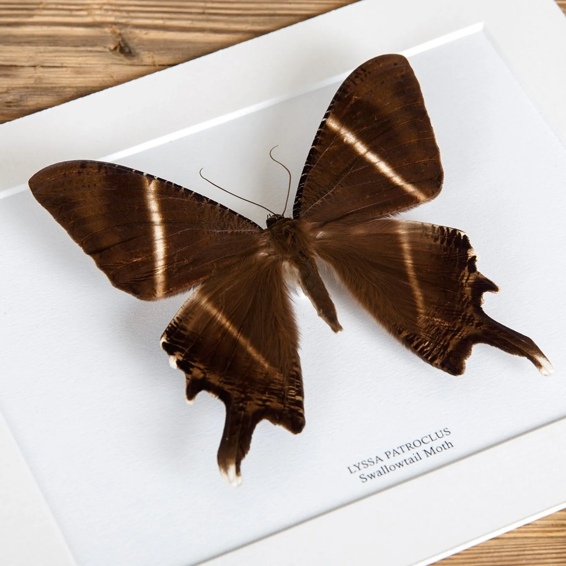 Swallowtail Moth In Box Frame (Lyssa patroclus) Minibeast Swallowtail Moth In Box Frame (Lyssa patroclus)