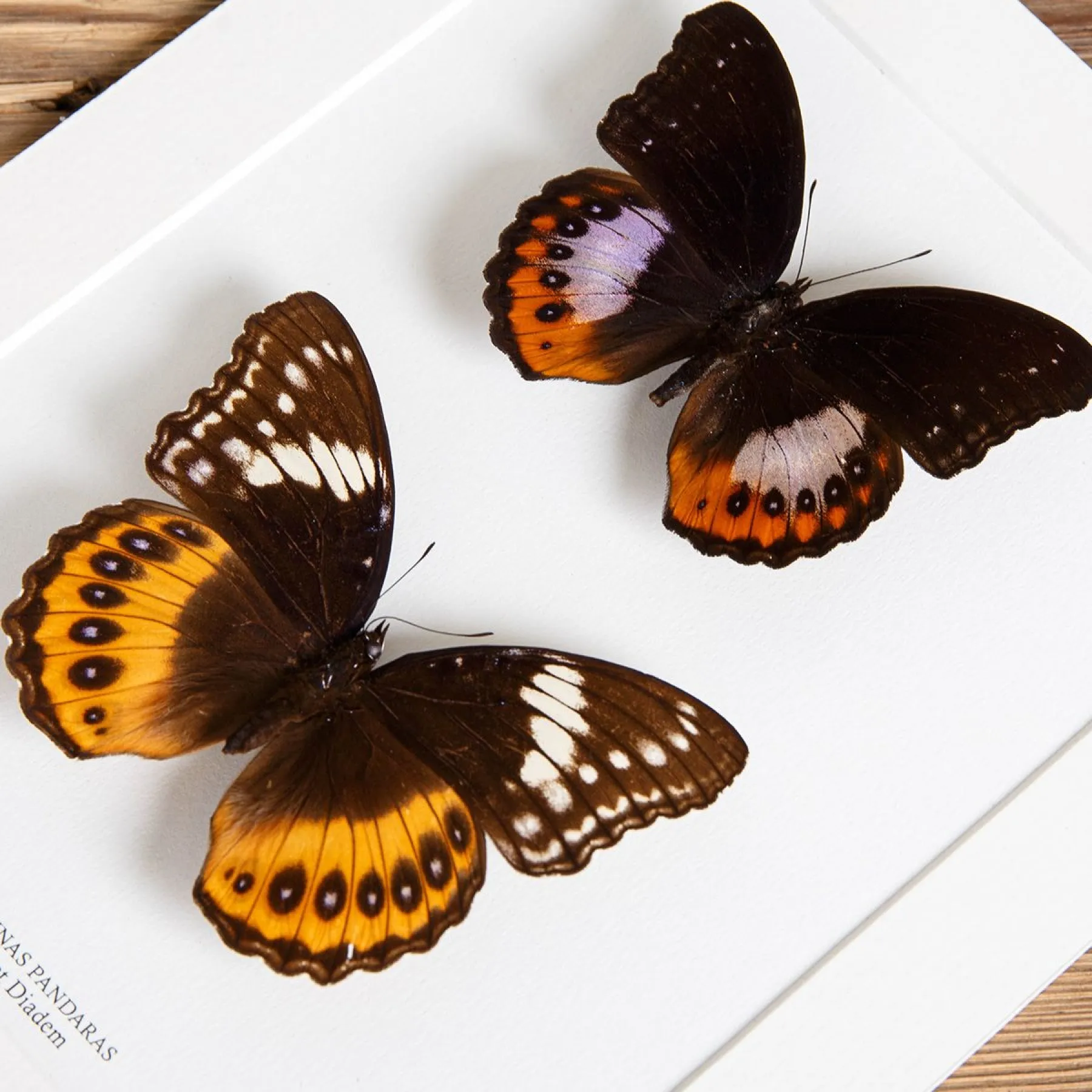 Minibeast Eight-spot Diadem Male & Female Pair In Box Frame (Hypolimnas pandaras)