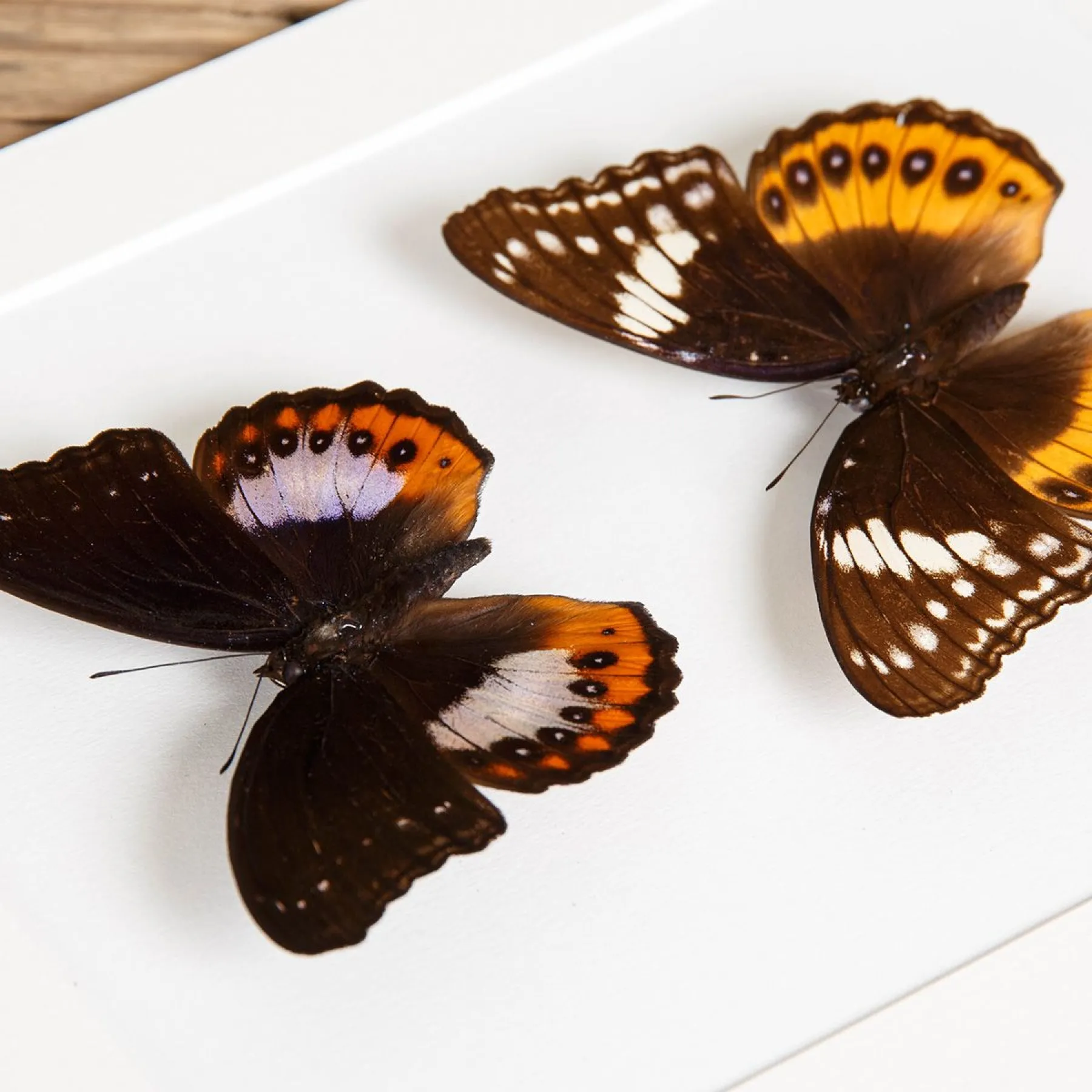 Minibeast Eight-spot Diadem Male & Female Pair In Box Frame (Hypolimnas pandaras)